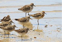 Sharp-tailed Sandpiper